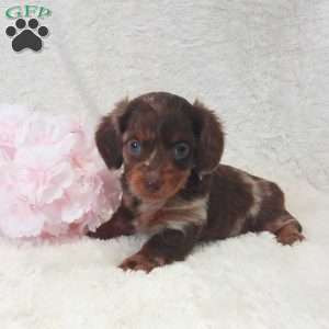Daisy, Dachshund Puppy